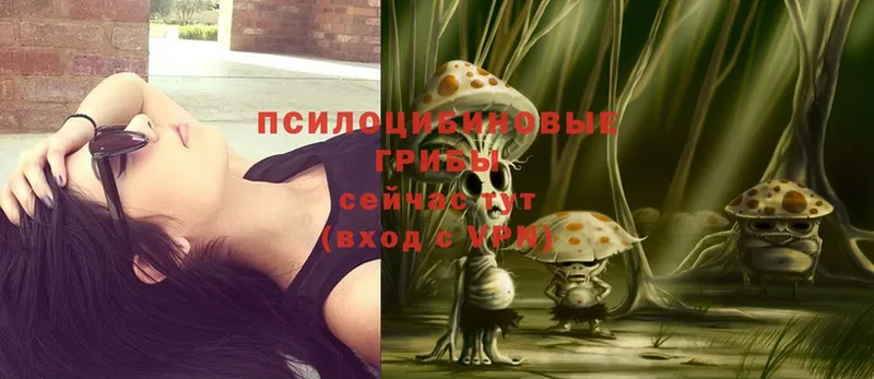 Псилоцибиновые грибы Psilocybine cubensis  Николаевск 